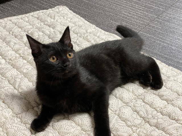 검은 고양이는 국내뿐 아니라 해외에서도 입앙률이 낮은 편이다. 하지만 다행이는 고양이들과도 잘 지내고 사람도 잘 따른다. 카라 제공