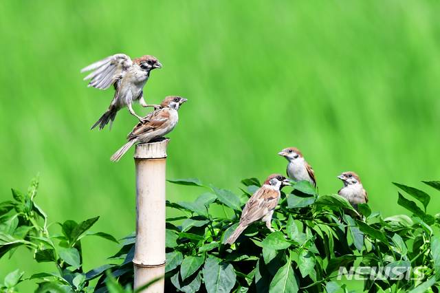 [남해=뉴시스]차용현 기자 = 전국 곳곳에 폭염특보가 발령된 지난 14일 오후 경남 남해군 남면의 한 고추밭에서 참새 한 마리가 고춧대에 앉아 쉬고 있는 또 다른 참새 등 위에 올라타고 있다. 2020.08.14.  con@newsis.com