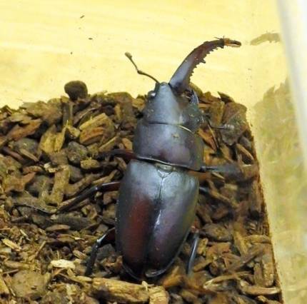 기형 ‘톱사슴벌레’ 왼쪽은 수컷, 오른쪽은 암컷 특징을 보인다. 아사히신문