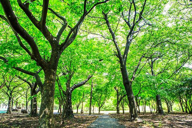 청량한 기운을 품은 제주시의 숲길