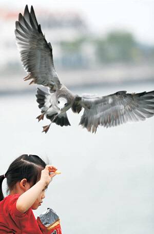 인천 영종도에서 월미도로 건너가는 카페리호에서 새우 과자를 든 아이에게 갈매기가 달려드는 모습.