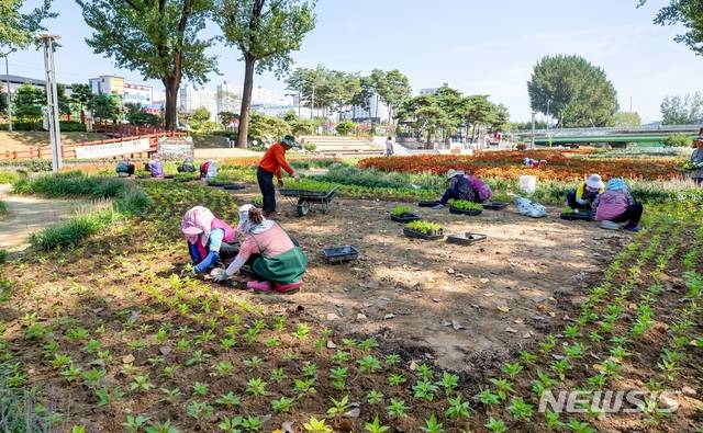 [증평=뉴시스]강신욱 기자 = 충북 증평군은 최근 집중호우로 훼손된 보강천 미루나무숲 꽃밭에 2만 포기의 꽃을 심어 가을 풍경을 살리고 있다. (사진=증평군 제공) 2020.08.28. photo@newsis.com