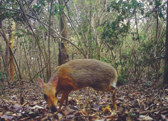 베트남 열대림에서 무인 카메라에 포착된 쥐 사슴. Global Wildlife Conservation