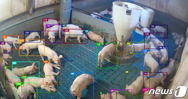 돼지 개체 인식화면.(한국축산데이터 제공)© 뉴스1