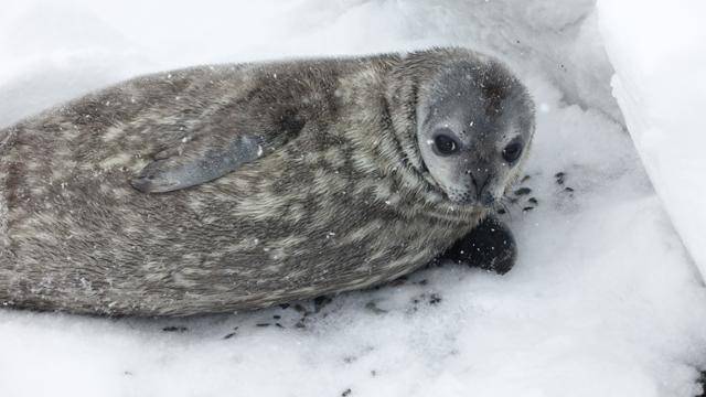 웨델물범. 극지연구소 제공