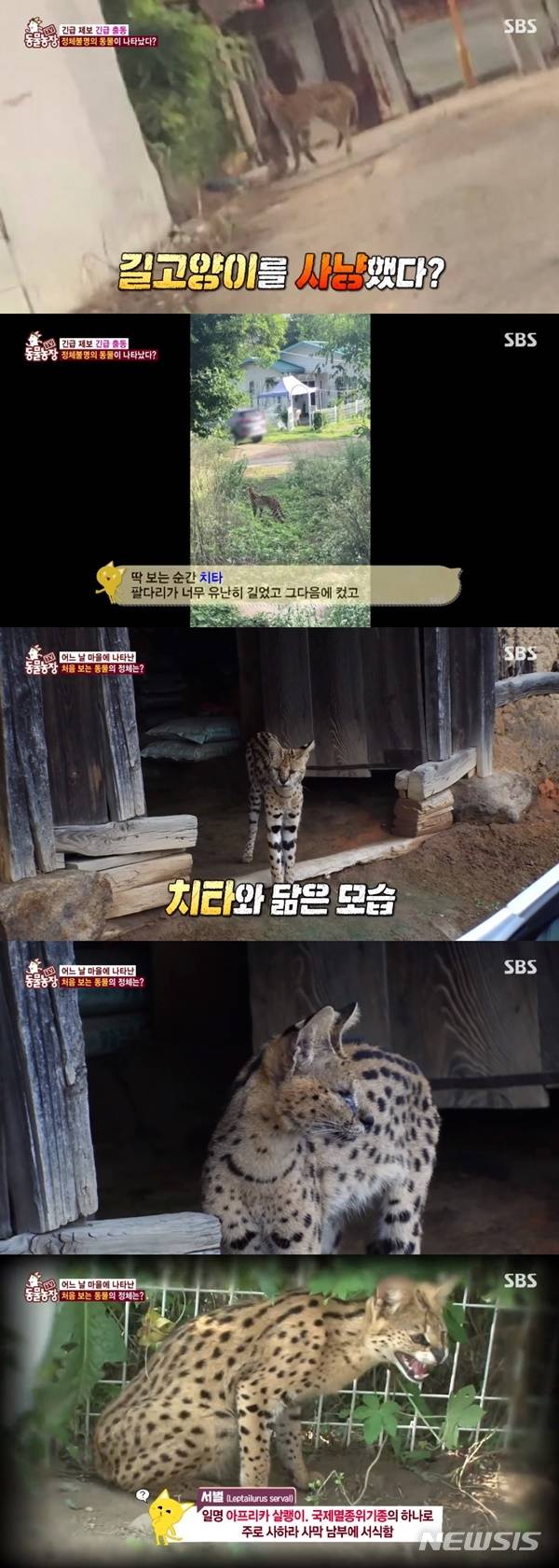 [서울=뉴시스]'TV 동물농장'(사진=SBS 제공)2020.09.06 photo@newsis.com