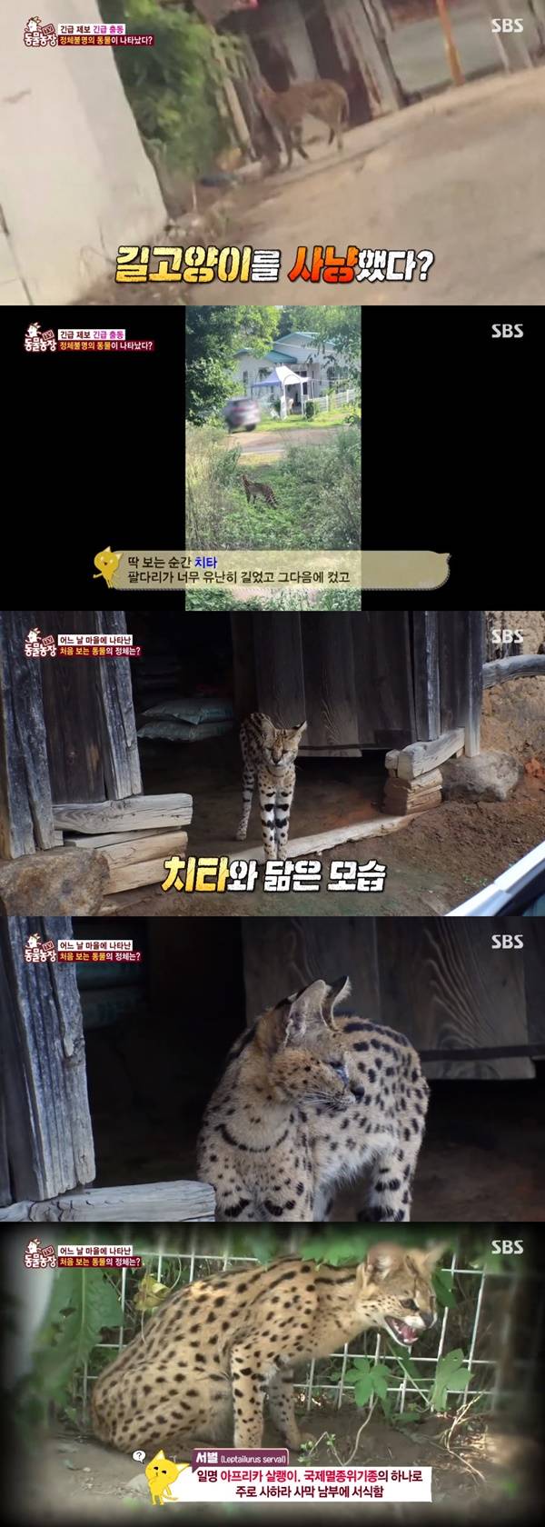 아프리카 서벌캣 / 사진=SBS 동물농장