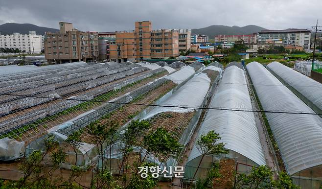 제10호 태풍 ‘하이선’이 지나간 7일 경북 포항 동해면 일대의 비닐하우스가 강풍에 뜯겨나가 있다.  2020.09.07 / 포항 | 이석우 기자
