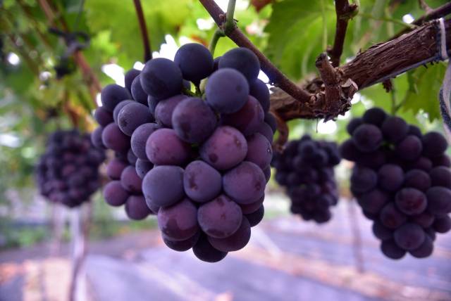 ▲포도 산지로 유명한 장성군이 소비자 입맛을 사로잡을 ‘자옥’ 포도를 선보인다. ⓒ장성군