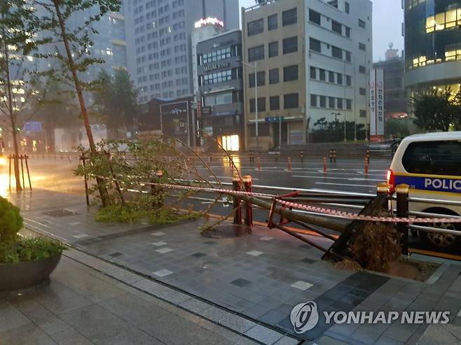 하이선 북상에 꺾인 가로수 (부산=연합뉴스) 박성제 기자 = 제10호 태풍 하이선이 북상하면서 7일 오전 부산 부산진구에서 가로수가 도로에 넘어져 있다. 2020.9.7 psj19@yna.co.kr
