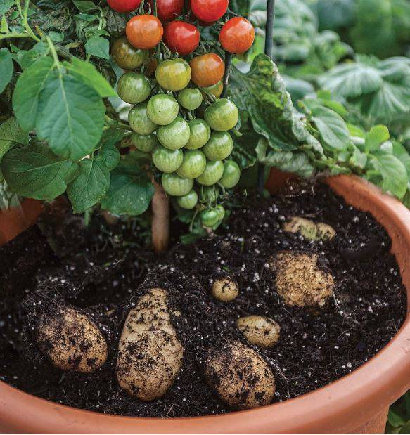 접붙이기는 한자어 접목(接木)과는 달리 초본 작물에서도 널리 행해지고 있다. 영국 종묘회사 톰슨&모건은 토마토와 감자를 접붙인 톰테이토(TomTato. 사진)와 가지와 감자를 접붙인 에그앤칩스(Egg&Chips) 모종을 판매하고 있다. 이 키메라를 키우면 토마토(또는 가지)와 감자를 함께 수확할 수 있다. Thompson & Morgan 제공