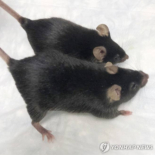 근육량이 2배로 늘어난 '마이티마우스' [AP=연합뉴스]