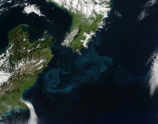 NASA 아쿠아 위성이 촬영한 뉴질랜드의 녹조 모습이다. NASA 제공