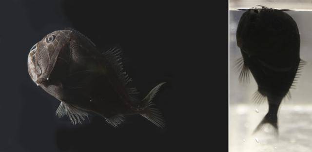 울트라 블랙 피시의 일종인 귀신고기 또는 심해이빨흑고기. 카메라 노출과 편집 때문에 사진상으로는 갈색빛이 도는듯 보이지만 실제로는 검다. Karen Osborn, Smithsonian 제공