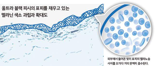 울트라 블랙 피시의 표피를 채우고 있는 멜라닌 색소 과립과 확대도. 외부에서 들어온 빛이 표피의 멜라노솜 사이를 오가다 거의 완벽히 흡수된다. 그래픽=신동준기자