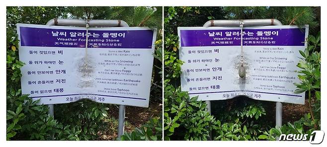 '태풍의 길목'인 제주에서 ‘날씨를 알려주는 돌멩이’가 비교적 정확한 날씨 관측 능력으로 화제가 되고 있다. 제주 서귀포 성산읍 테마파크 일출랜드에 있는 ‘날씨를 알려주는 돌멩이’는 지난 제9호 태풍 '마이삭' 당시 줄에서 떨어져 사라졌다. 사진 왼쪽은 돌멩이가 사라진 모습. 오른쪽은 최근 다시 복구한 모습.(일출랜드 제공)2020.9.14 /뉴스1© News1