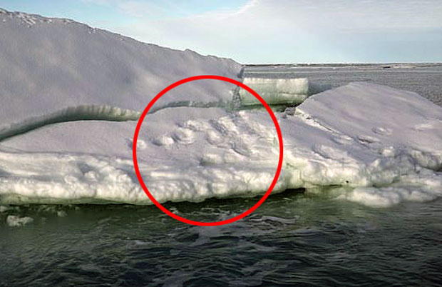 그린란드를 떠다니던 얼음 조각에서 북극곰 발자국이 발견됐다. 14일(현지시간) 데일리메일은 쇄빙선 ‘북극 일출’(Arctic Sunrise)을 타고 그린란드를 탐사 중인 국제환경단체 ‘그린피스’가 얼음 조각에 찍힌 북극곰 발자국을 발견했다고 전했다./사진=데일리메일 캡쳐