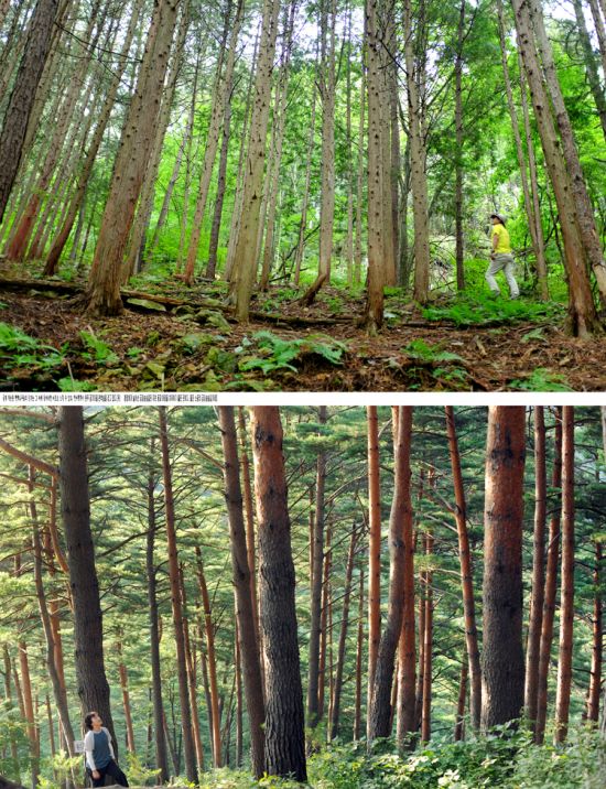 완주 공기마을 편백나무숲(위)과 울진 소광리 금강소나무숲길(아래)