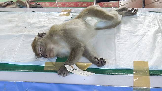중성화 수술을 받은 원숭이가 쉬면서 회복하고 있는 모습. 손목에는 식별을 위한 인식표가 붙어있다.