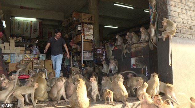 중부 롭부리 시에서 한 상점을 습격한 원숭이들의 모습(사진=AFP 연합뉴스)