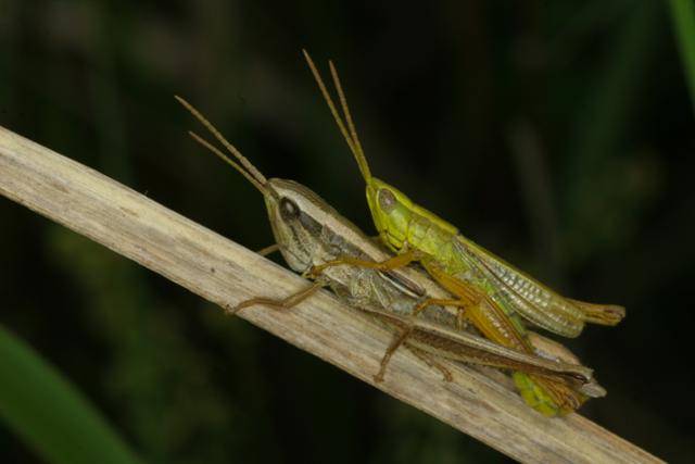 삽사리 수컷(위)과 암컷(아래)은 날개와 색깔도 다르게 생겼다. 국립생물자원관 김태우 동물자원과 환경연구사 제공