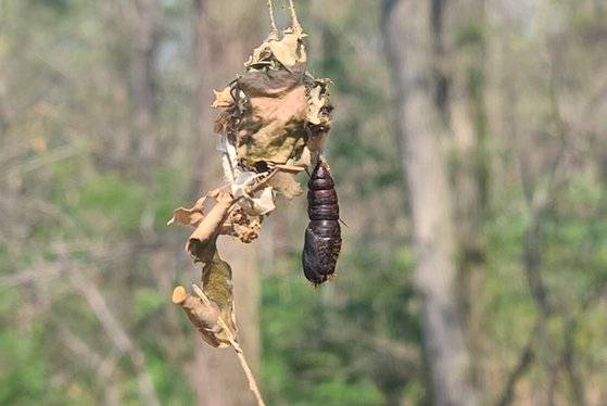 매미나방 번데기. [충주시 제공]