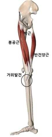 거위발건을 이루는 근육. [자료 유재욱]