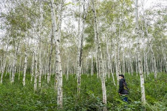 숲에 파고들어 한가로이 하루를 보내노라면, 절로 도시의 피로가 사라질 것만 같다. BTS가 다녀간 자작나무숲으로 유명한 양평 서후리숲.