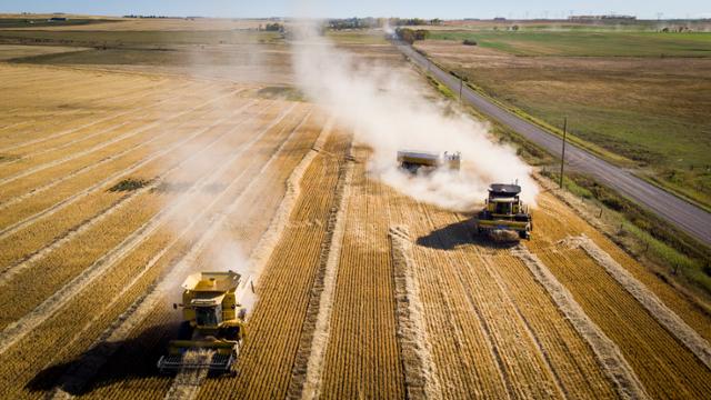 캐나다 남서부 앨버타주 크레모나 인근에서 27일 리드 가족이 밀 수확 작업을 하고 있다. 크레모나=AP 연합뉴스