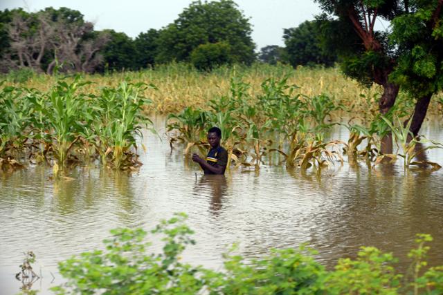 나이지리아 북부 지가와에서 26일 한 주민이 폭우로 침수된 농지를 살펴보고 있다. 나지리아에서는 몬순폭우로 강둑이 범람하면서 정부가 홍수에 대처하지 못해 콜레라와 질병 감염의 위험이 높아졌다. 지가와=AP 연합뉴스