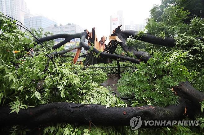 비바람에 쓰러진 500년 된 느티나무 (수원=연합뉴스) 지난 2018년 6월 26일 오후 경기도 수원시 영통구 단오어린이공원에 있는 수령 500년 된 느티나무가 장맛비에 쓰러져 있다. 1982년 보호수로 지정된 이 나무는 조선 정조대왕이 수원 화성을 축조할 당시 나뭇가지를 잘라 서까래를 만들었다고 전해진다.