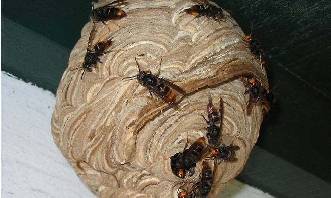 지난 2003년 국내에서 처음 보고된 등검은말벌은 불과 16년 만인 지난해 전국에서 채집한 말벌 개체의 72%를 차지하는 우점종이 됐다. 등검은말벌은 덩치는 장수말벌보다 작지만 공격성이 강해 조심해야 한다. 등검은말벌과 벌집. 위키피디아 제공