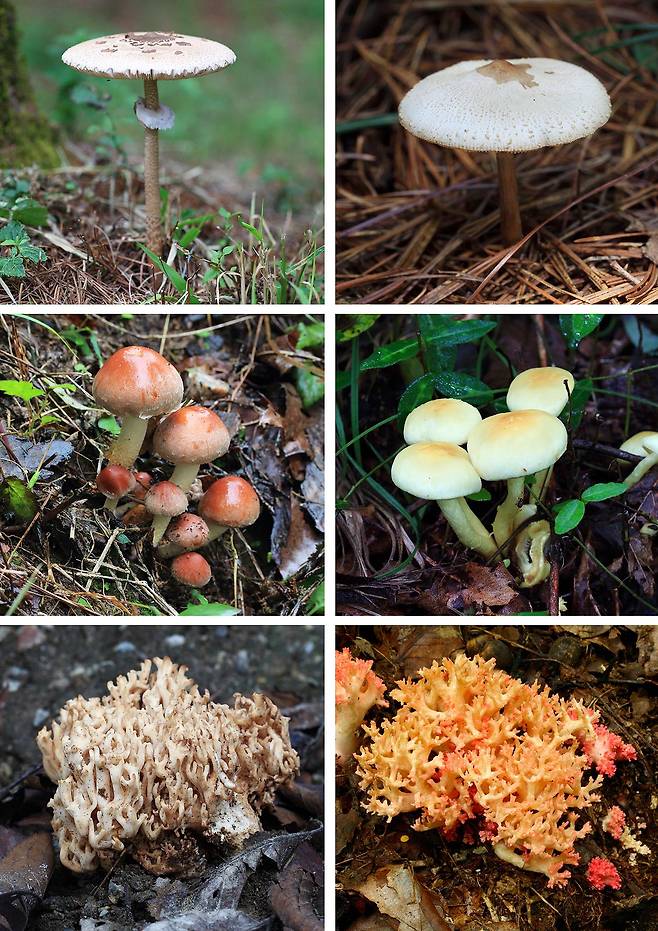 왼쪽 위부터 아래로 식용버섯인 큰갓버섯, 개암버섯, 싸리버섯. 오른쪽 위부터 독버섯인 독흰갈대버섯, 노란개암버섯, 붉은싸리버섯. 국립수목원 제공