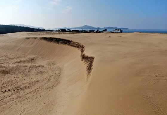 '한국의 사막'으로 불리는 충남 태안군 원북면 신두리 해안사구(천연기념물 431호)에 모래가 가득하다. [연합뉴스]