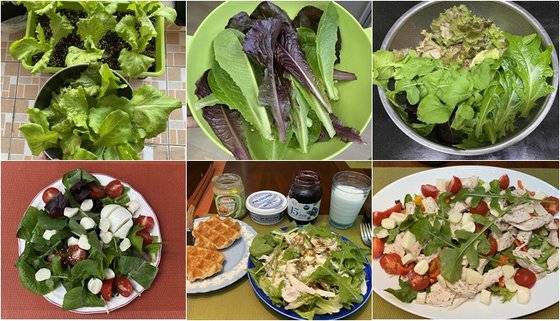 텃밭에서 계속 나오는 채소와 방울토마토등으로 매일 샐러드를 먹을 수 있었다. [사진 김정아]