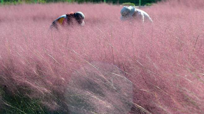전북 익산시 신흥근린공원에 핑크뮬리가 만개했다. /사진=뉴시스