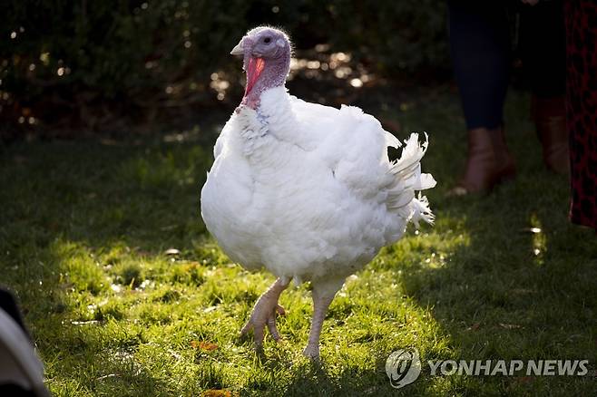 지난해 백악관 로즈가든에서 열린 추수감사절 칠면조 사면 행사에 등장한 칠면조 [EPA=연합뉴스 자료사진]