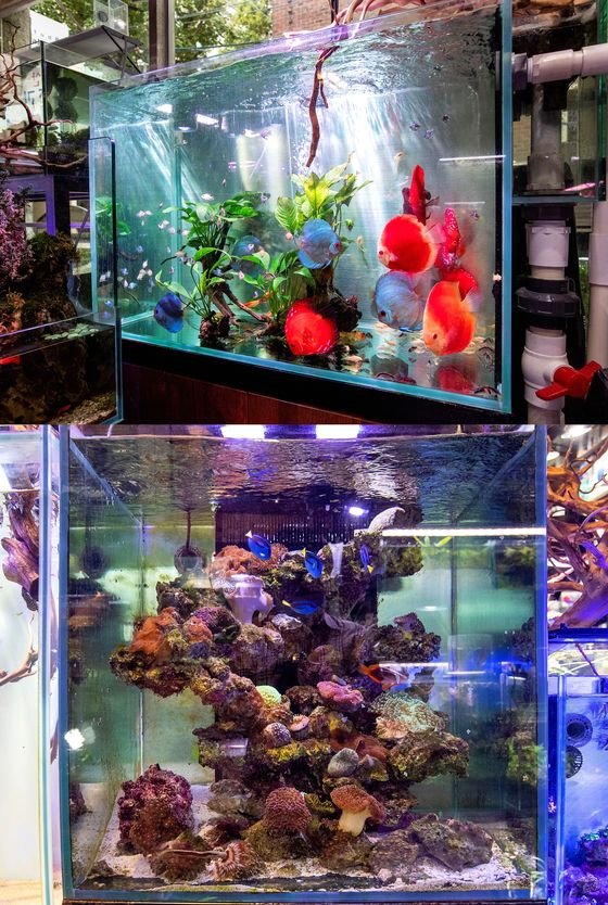 홍산수족관의 작품들. 맨위는 최근 가장 인기있는 어종인 '디스커스'를 키우는 수조, 두번째는 산호로 꾸민 해수 수조다. 장진영 기자