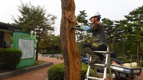 식물보호기술자가 병든 나무를 치료하고 있다. [사진 산림청]