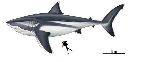 메갈로돈과 인간 크기 비교. Oliver E. Demuth