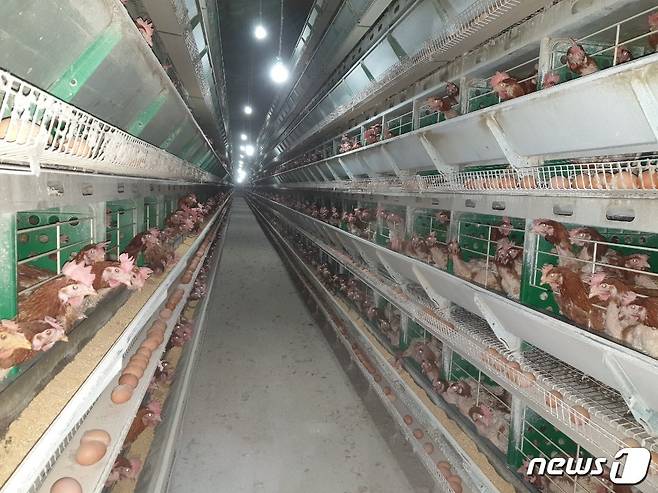 경기도가 자체 개발한 닭 진드기 살충제가 이르면 내년 상용화될 예정이다./© 뉴스1