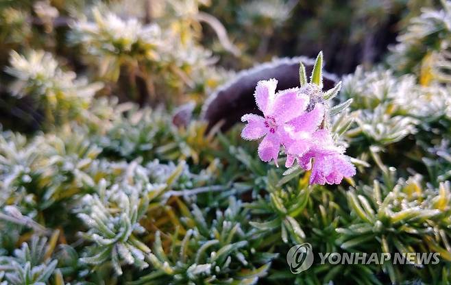 서리꽃 지난 23일 오전 강원 양구군의 한 들녘에 서리가 내려 있다. [연합뉴스 자료사진]