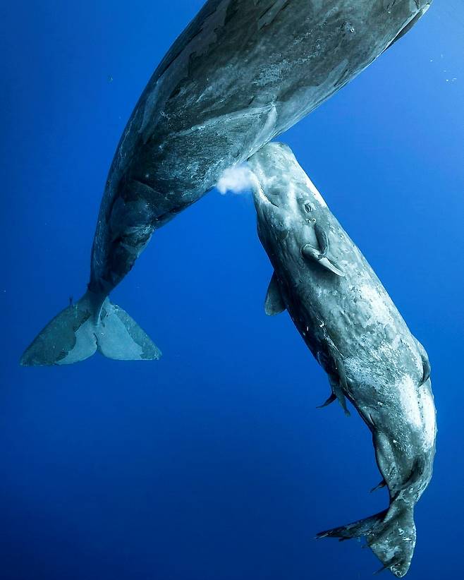 어미가 내뿜은 모유를 먹는 새끼 향유고래