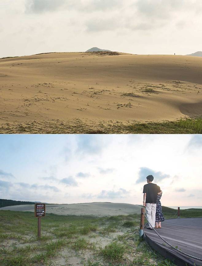 이국적인 사막 사진으로 인생 샷 명소 된 충남 태안 ‘신두리 해안사구’의 ‘모래언덕’(위). 실상은 관람 데크에서 촬영 각도를 조절해 찍은 사진이다.