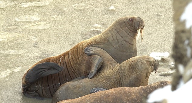 러시아 카라해 연안에서 발견된 바다코끼리 무리 일부(사진=로이터 연합뉴스)