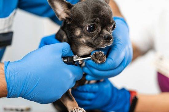 한 강아지가 전문가에 의해 발톱이 잘리고 있다. 사진=게티이미지뱅크