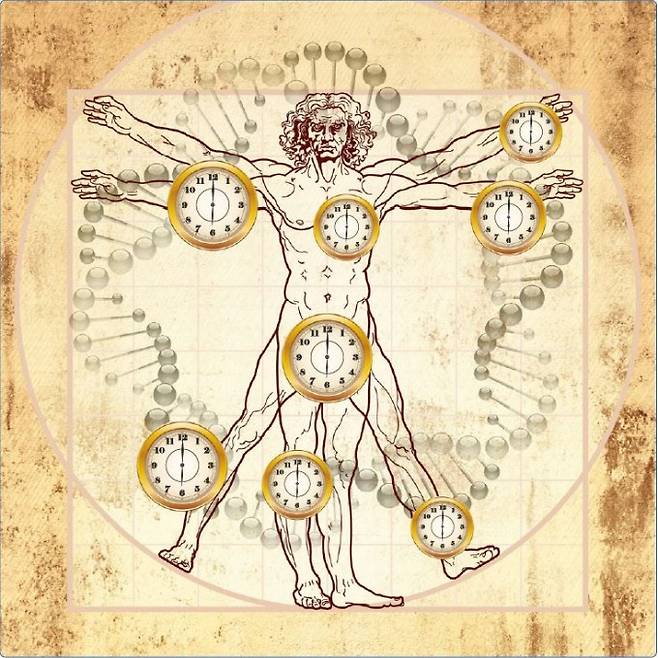 나이가 들수록 신체 조직의 세포에서 DNA 메틸화 비율이 낮아진다. 2013년 LA캘리포니아대 스티브 호바스 교수는 인체 여러 조직의 DNA 메틸화 정도를 분석해 생물적 나이를 산출하는 후성유전적 시계 개념을 제시했다. 나이보다 꽤 젊어 보이는 사람은 호바스 시계가 동년배보다 느리게 갈 가능성이 높다. 스티브 호바스 제공