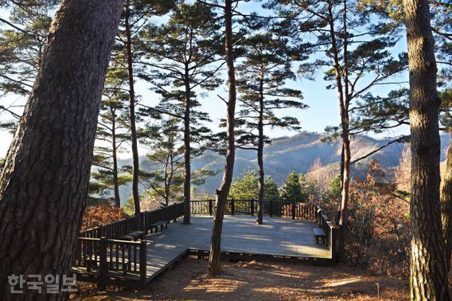 문재옛길 명품숲의 소나무는 인공조림이 아니라 천연림이다. 옛길에서 연결되는 4개의 산행 코스가 조성돼 있다.