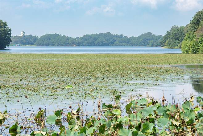 수몰의 상처를 딛고 건강한 생태자원으로 돌아온 군산 호수