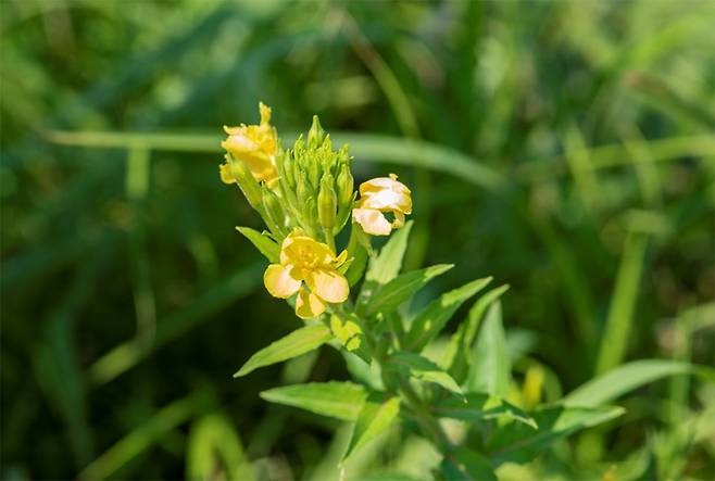 낮에 핀 달맞이꽃
